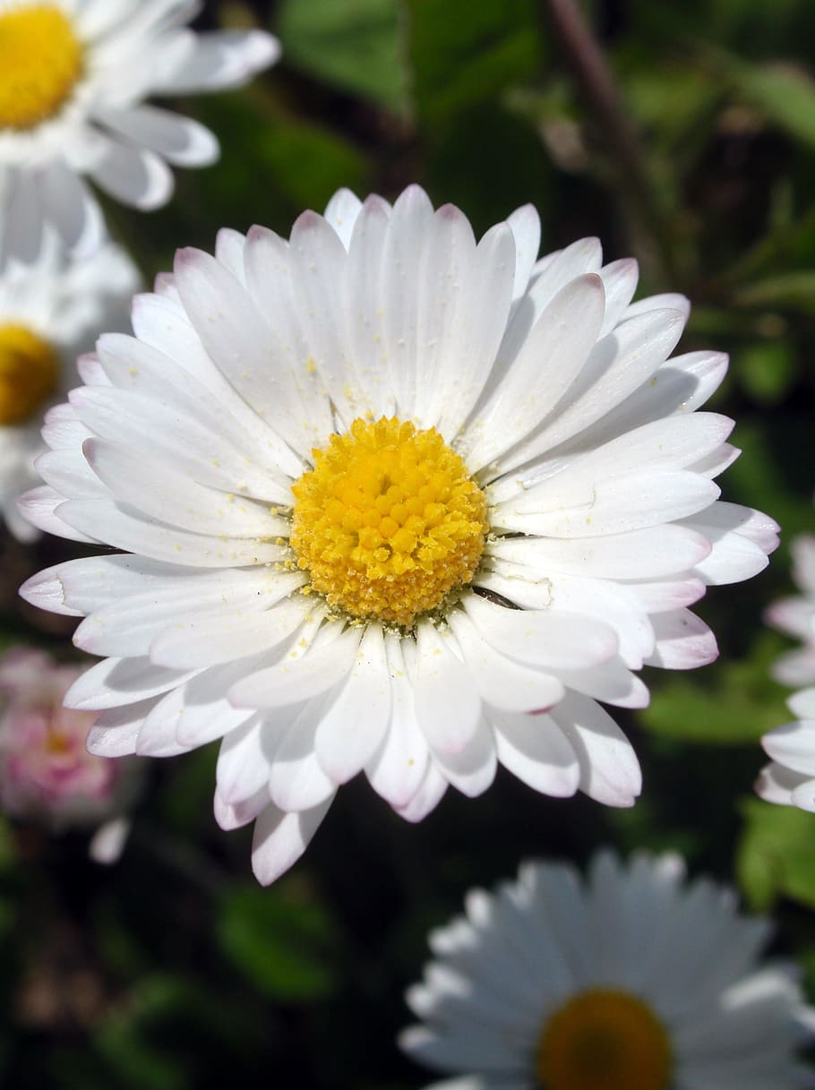Chamomile, Flower, Yellow, Spring, white color, petal, flower head HD wallpaper