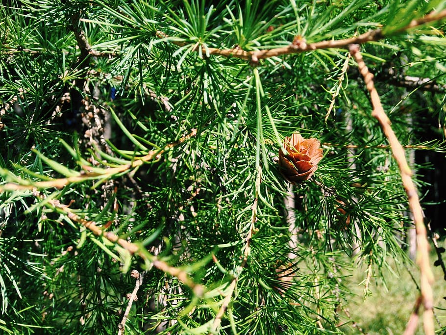 aershan, forest, woods, pine tree, plant, growth, green color