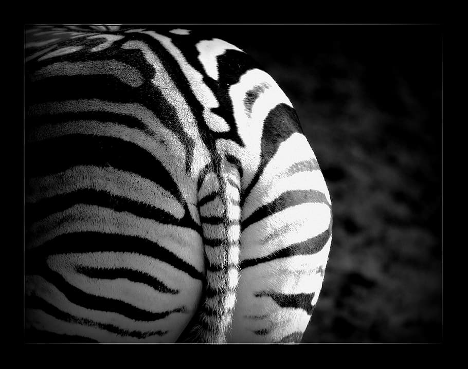 photo of zebra, stripes, animal, wild, safari, mammal, animals HD wallpaper