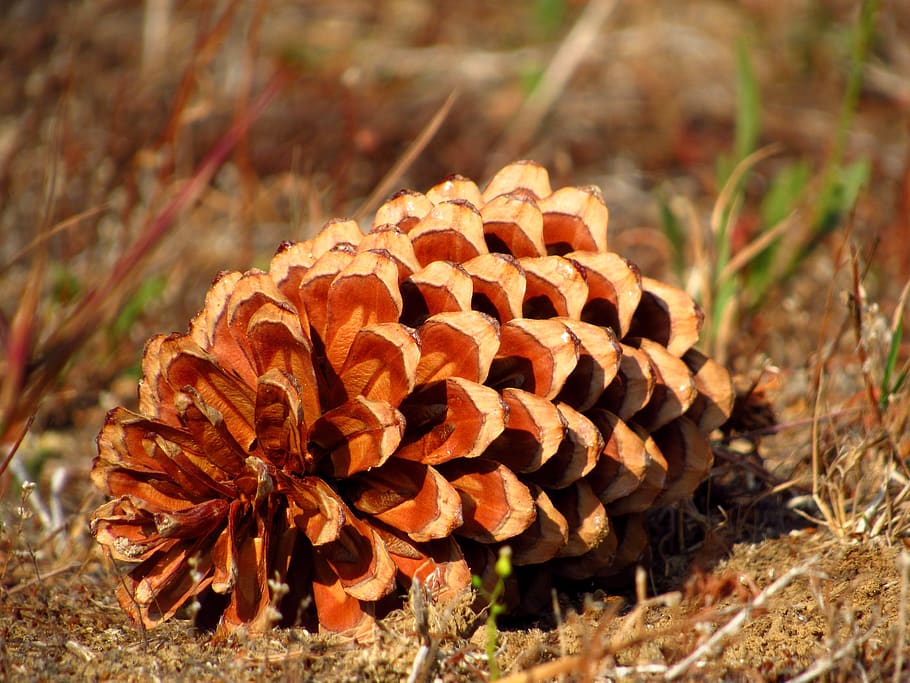 pinecone, tree, evergreen, nature, decorative, forest, land HD wallpaper