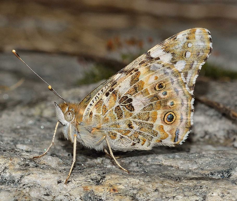 Insects, Lepidoptera, Butterfly, Macro, one animal, animal themes HD wallpaper