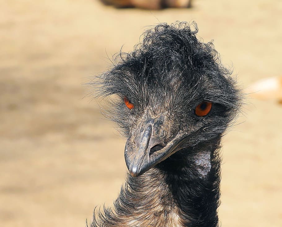 shallow focus photography of casowary bird, emu, portrait, head HD wallpaper
