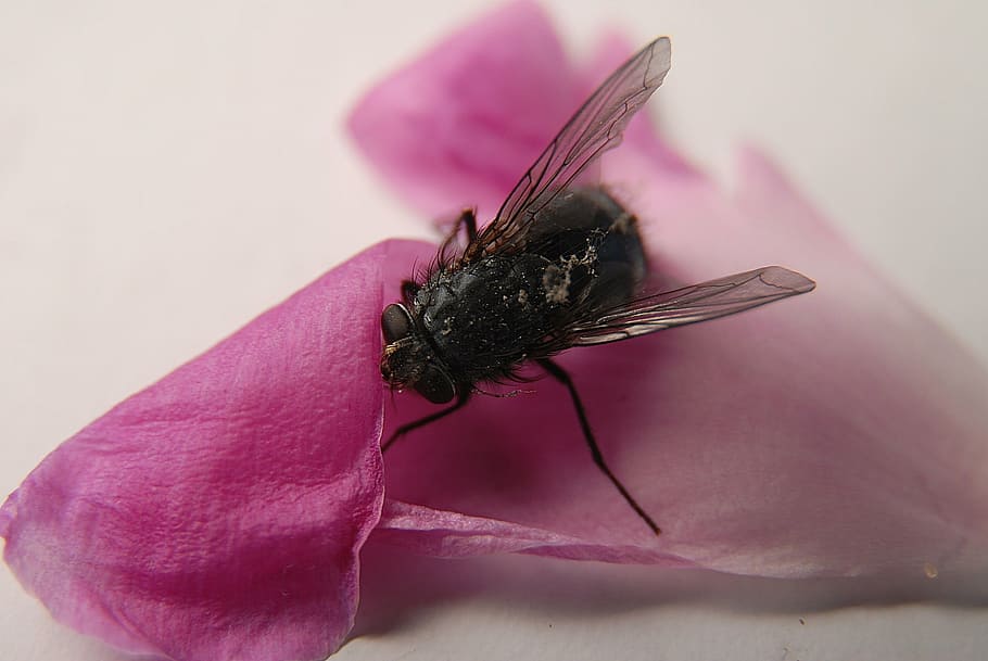 insect, fly, sheet, detailed, macro photography, invertebrate HD wallpaper