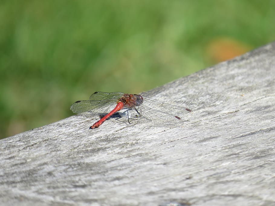 dragonfly, nature, insect, invertebrate, animal themes, animals in the wild HD wallpaper