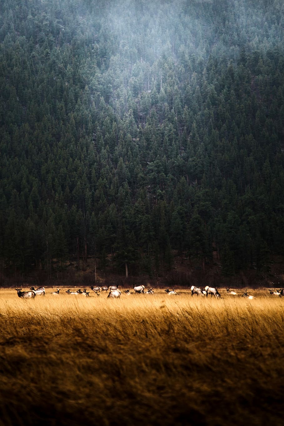 white animals near trees at daytime, group of goats near trees HD wallpaper