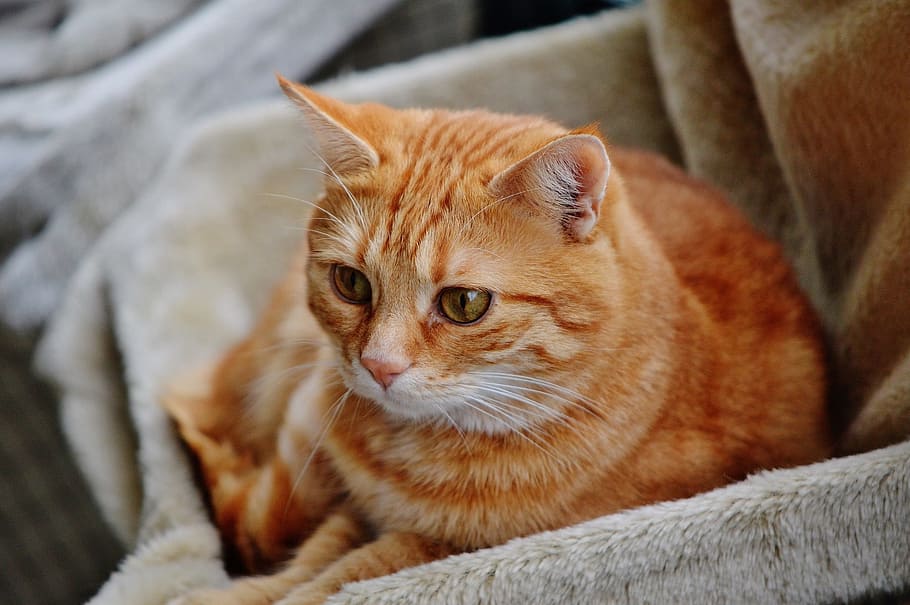 cat, red, cute, mackerel, tiger, sweet, cuddly, animal, domestic cat HD wallpaper
