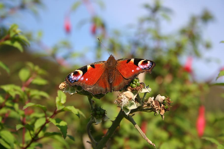 Butterfly, Wings, Insect, Wing, red, nature, stretching his wings HD wallpaper