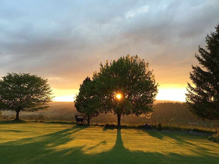 Nature, Natural, Sunset, Trees, landscape, sky, scenics, grass HD wallpaper