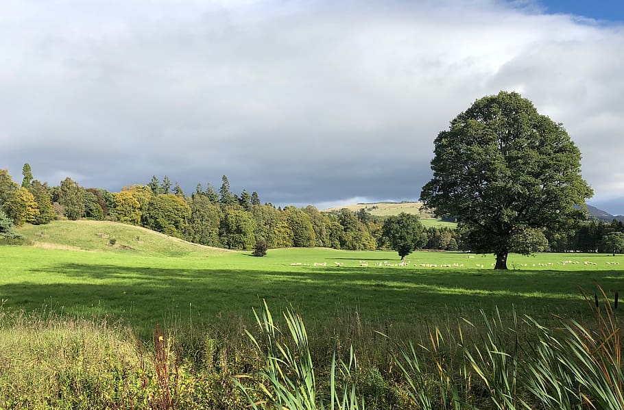 landscape, tree, nature, clouds, rest, green, light, autumn HD wallpaper