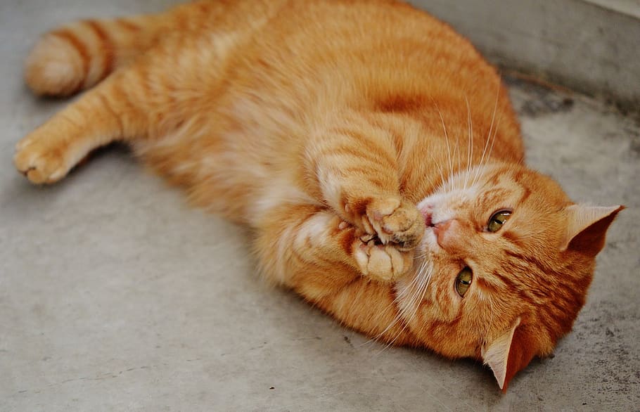 orange cat lying on floor, red, cute, mackerel, tiger, sweet HD wallpaper