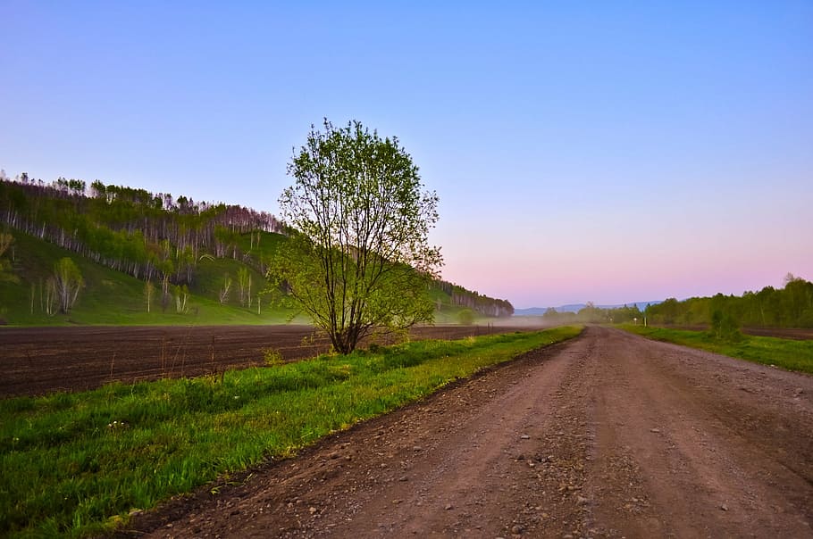 nature, landscape, road, trees, field, dusk, evening, sky, plant HD wallpaper