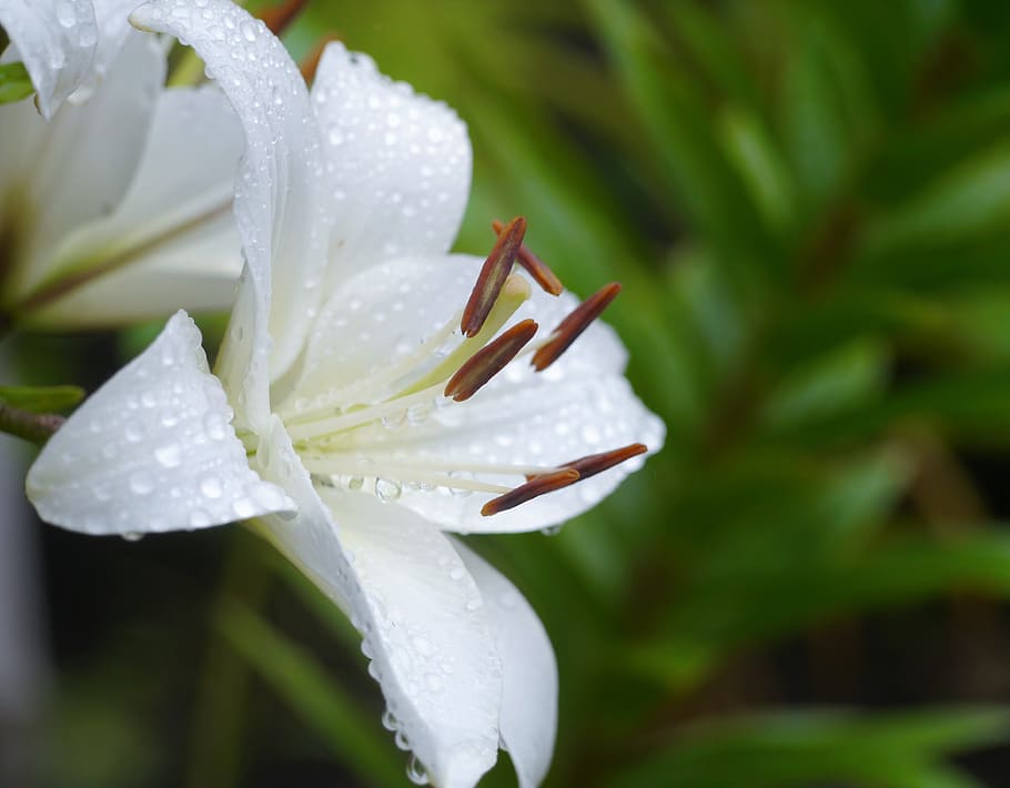 Yuri, Lily, White, White, Rain, Flowers, Stamen, pistil, drop of water HD wallpaper
