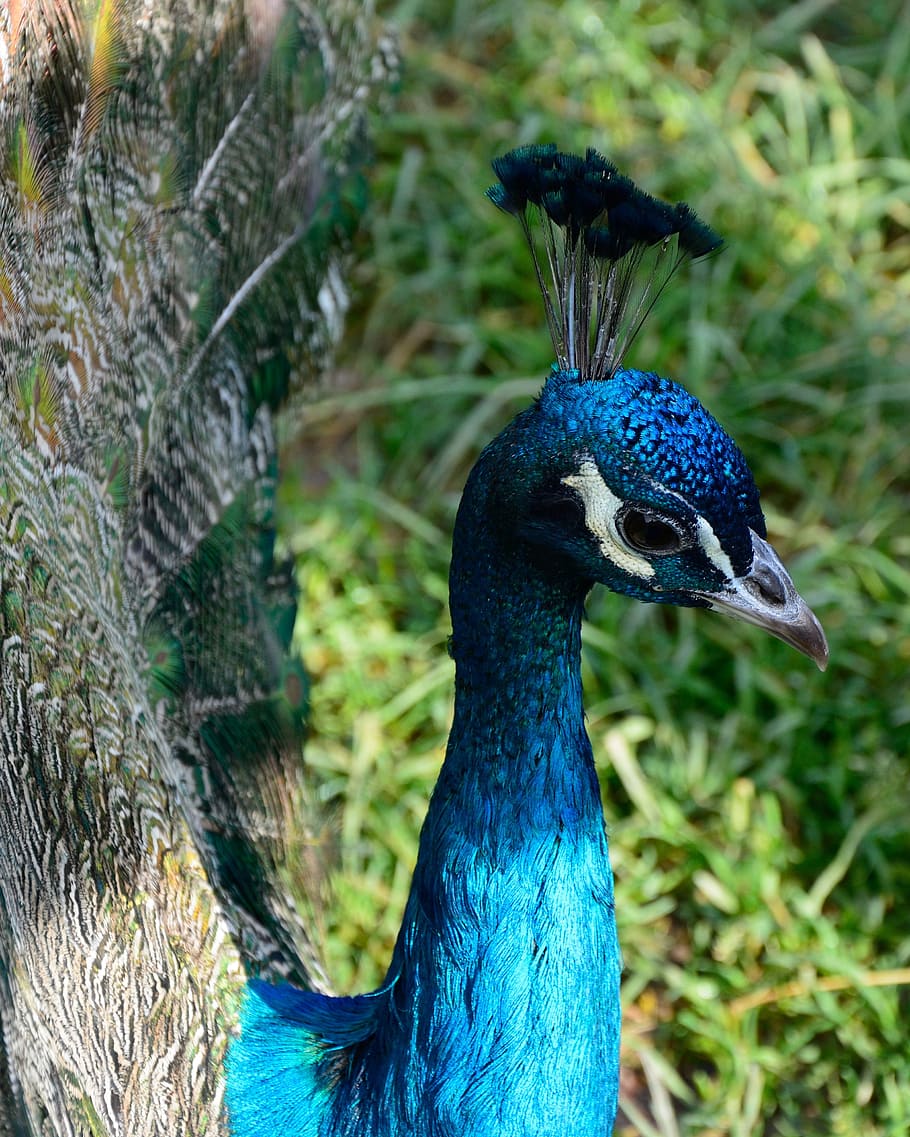 peacock, bird, feather, peacock feathers, blue, iridescent HD wallpaper