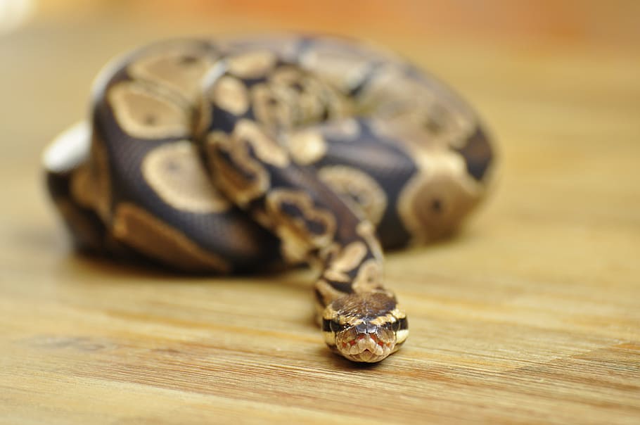 snake, ball python, scale, constrictor, animal themes, reptile, HD wallpaper