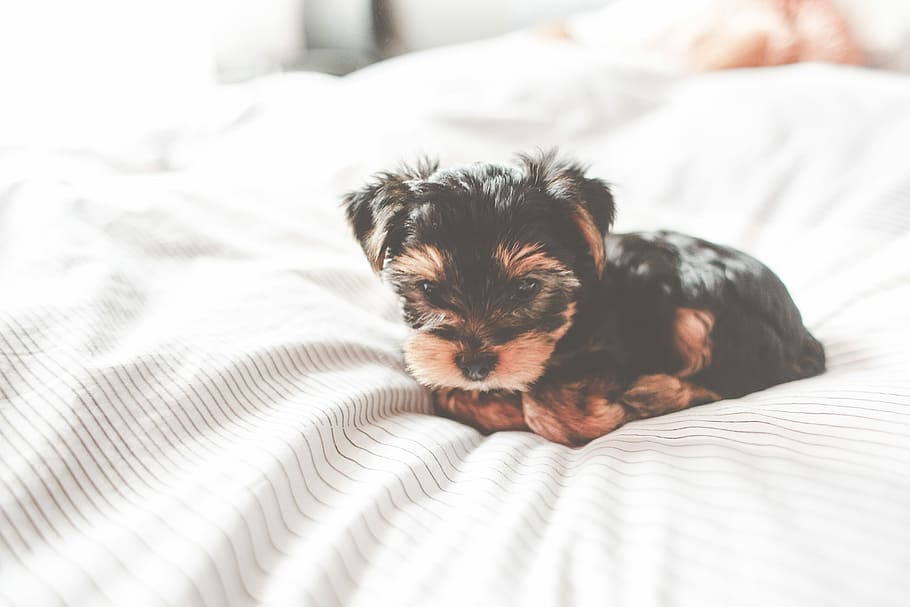 Cute Yorkshire Terrier Puppy, adorable, animals, bed, bedroom