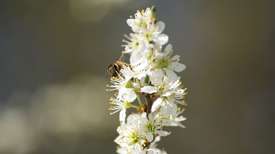 flower, bee, white, blossom, nature, insect, wallpaper, close-up HD wallpaper