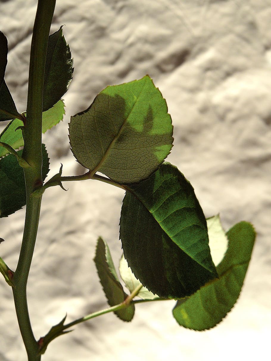 Leaf, Shadows, Branch, rosa, green color, close-up, plant, no people HD wallpaper