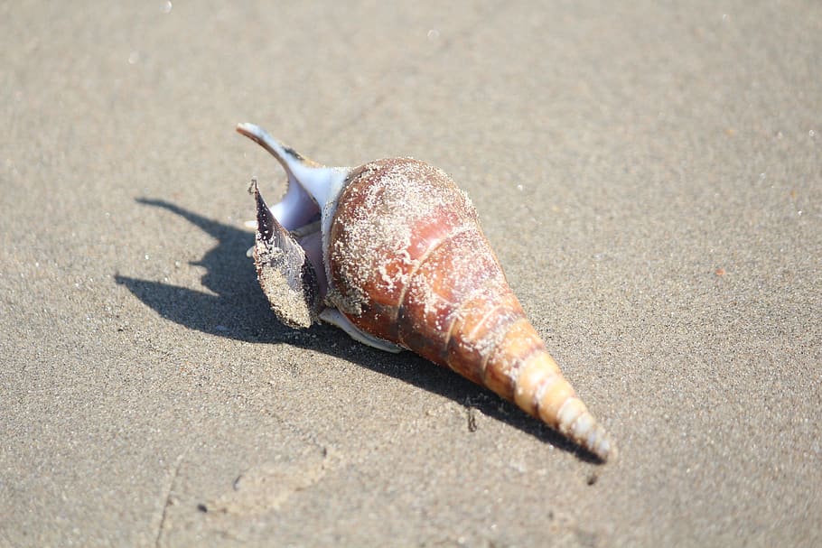 beach, shell, sand, nature, seashore, shellfish, marine, seashell HD wallpaper