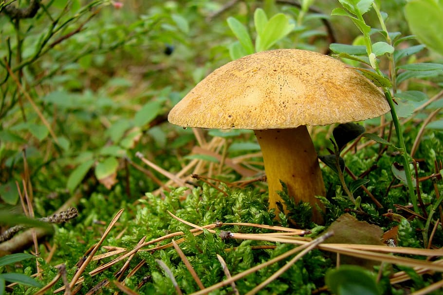 fungus, litter, forest, moss, undergrowth, nature, green, flora HD wallpaper