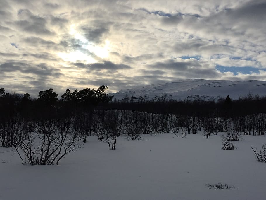 abisko, snow, sweden, sky, scenics - nature, tree, tranquility, HD wallpaper