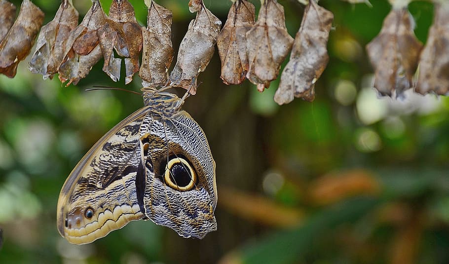 shallow focus photography of owl butterfly on dried leaves HD wallpaper