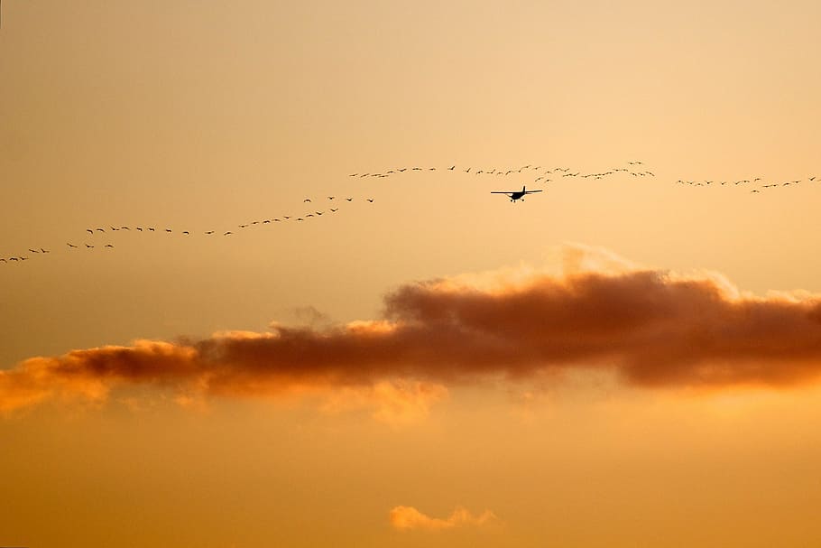 plane beside flock of birds during daytime, airplane, sunset, HD wallpaper