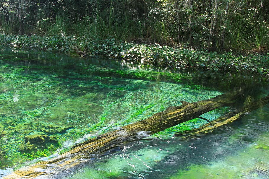 spring, river, current, nature, chiapas-mexico, water, plant HD wallpaper