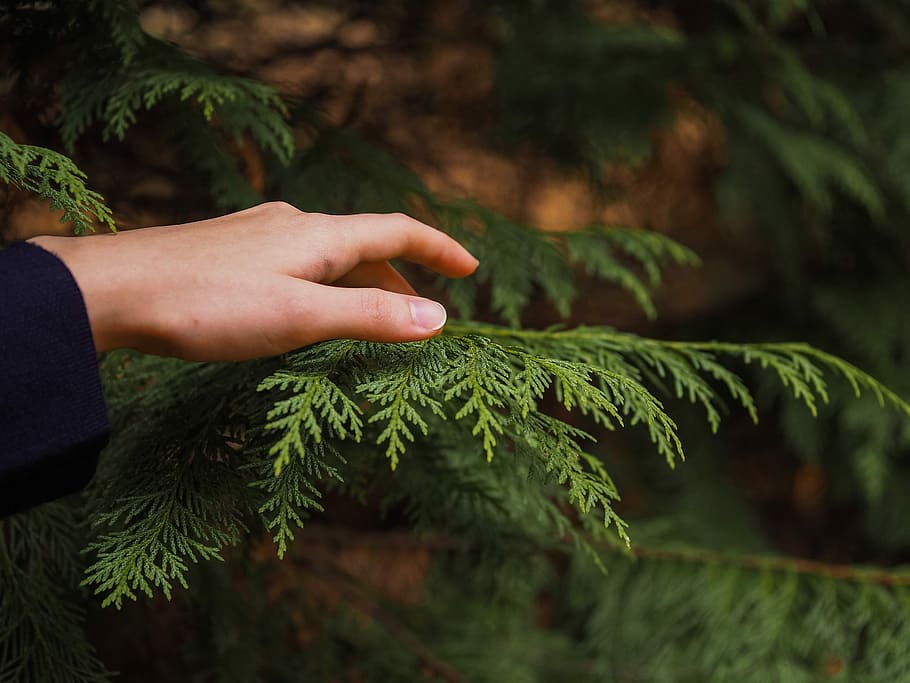 person touching the Arborvitae palm leaves, person taking picture of tree HD wallpaper