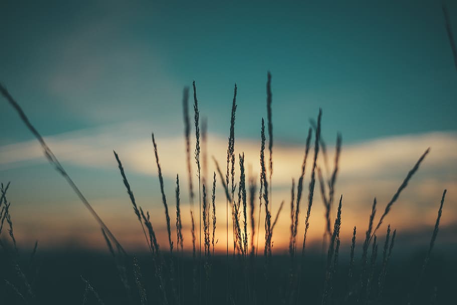 silhouette photo of plants, silhouette photo of grass during golden hour HD wallpaper