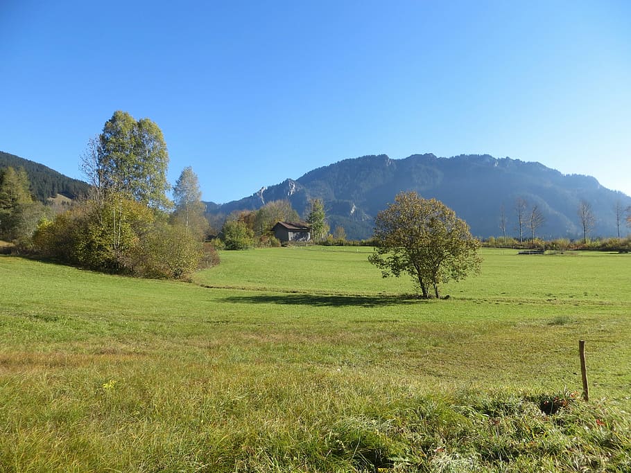 mountains, meadow, tree, alpine, plant, grass, sky, tranquil scene HD wallpaper