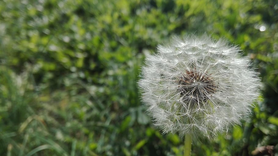 grass, prato, green, dandelion, seeds, spring, flowers, nature HD wallpaper