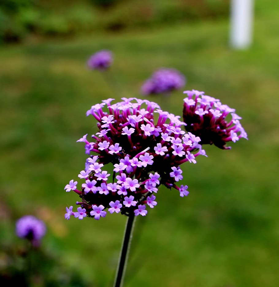 verbena, verbenaceae, purpletop vervain, flower, green, blossom, HD wallpaper