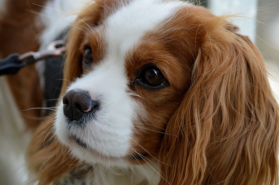 close-up photo of long-coated tan and white puppy, dog, cavalier king charles spaniel, HD wallpaper