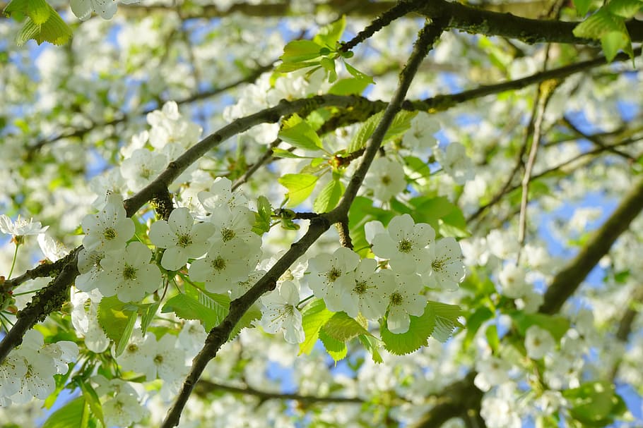 cherry blossoms, flowers, white, tree, flowering twig, branch HD wallpaper