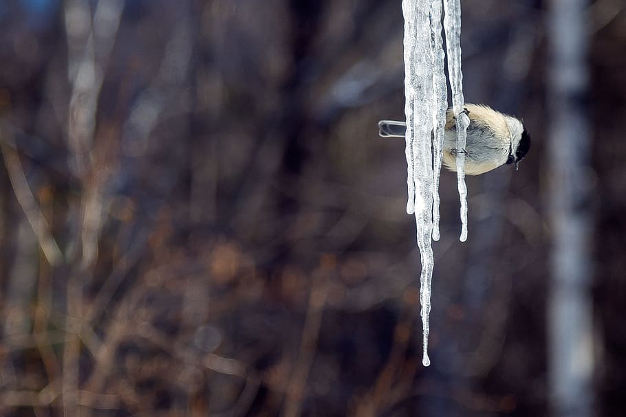 tit, ice, bird, contrast, snow, snowy, cold, winter, tree, frozen HD wallpaper