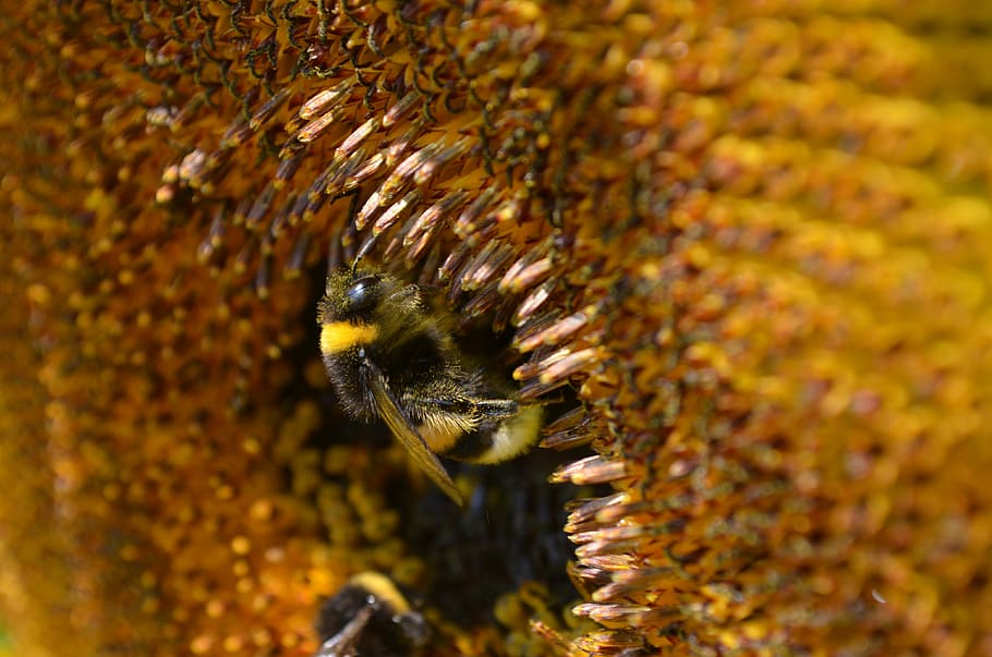 hummel, bee pollen, nectar, collect, sun flower, close, insect HD wallpaper