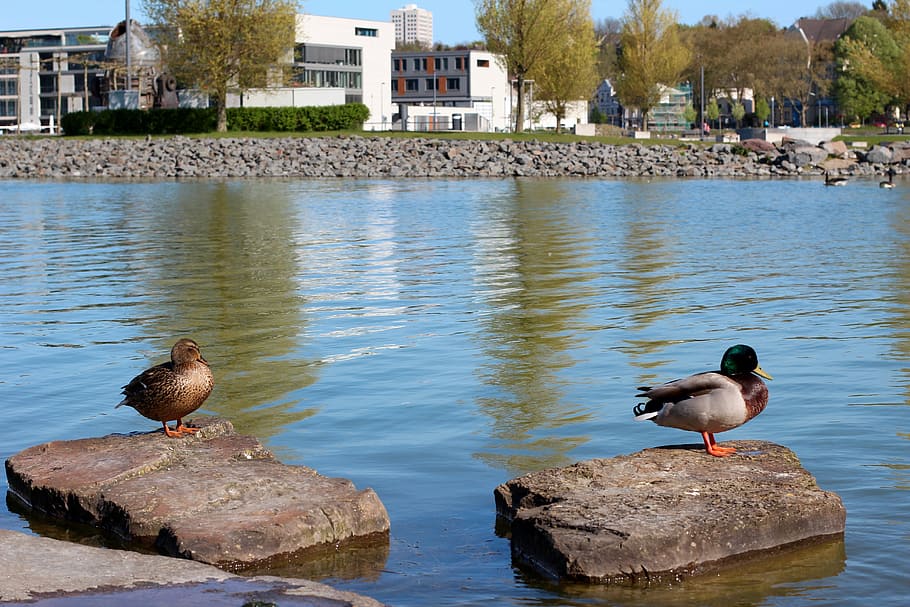 duck, pair, mallards, water, plumage, two, water bird, couple HD wallpaper