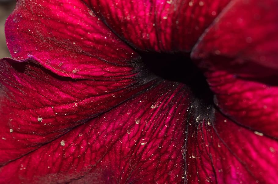 Flower, Macro, macrophoto, flowers, nature, summer, background HD wallpaper