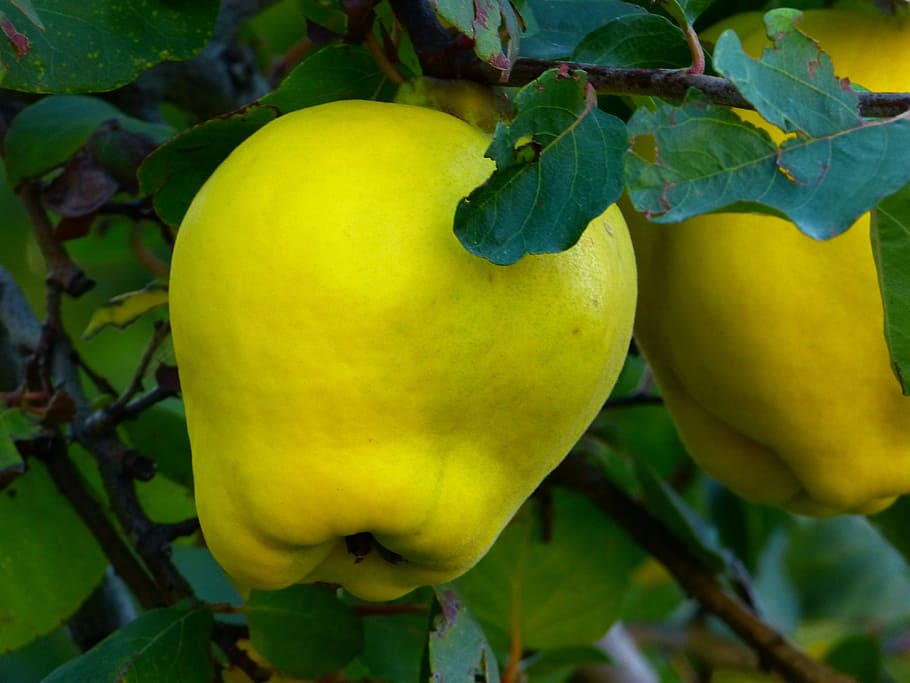 quince, fruit, plant, leaf, tree, pome fruit, rose greenhouse HD wallpaper