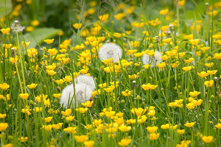 dandelion, buttercup, sharp buttercup, yellow, spring, summer HD wallpaper