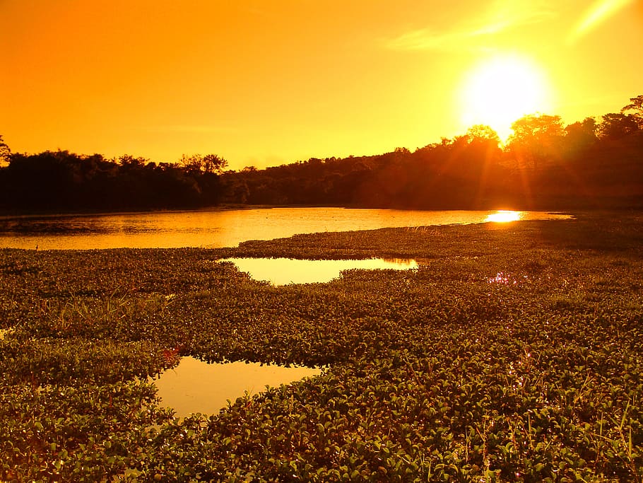 lake, aquatic plants, sunset, water, sky, nature, beauty in nature HD wallpaper