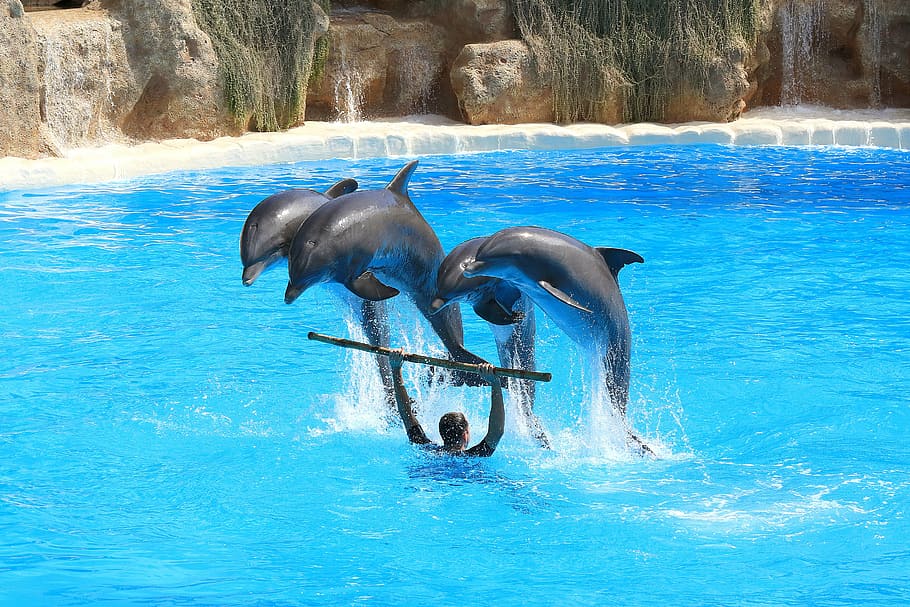 dolphins, preview, delfin, herd, jump, dolphinarium, plunge, HD wallpaper