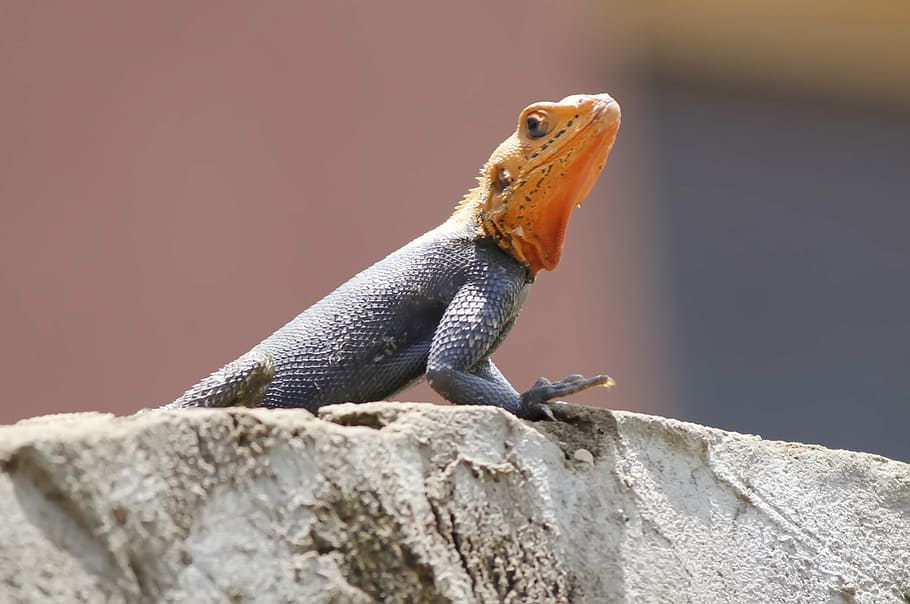 red head lizard, agama, reptile, animal, wildlife, nature, africa HD wallpaper