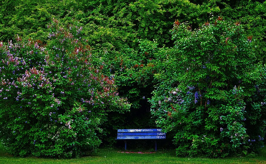 park, natur, summer, green, tree, landscape, natural, forest HD wallpaper