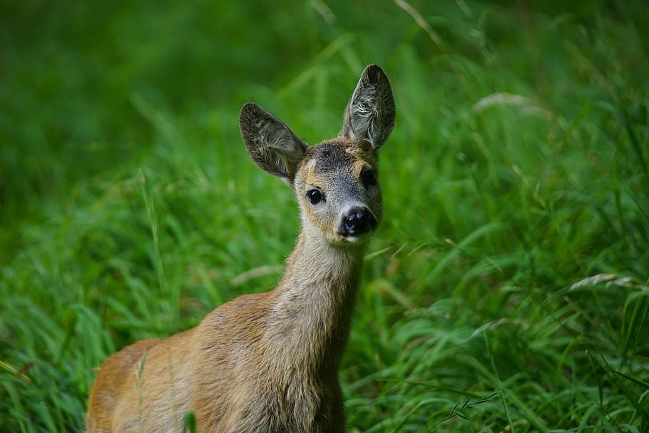 close up photography of brown animal on green grass, roe, nature HD wallpaper
