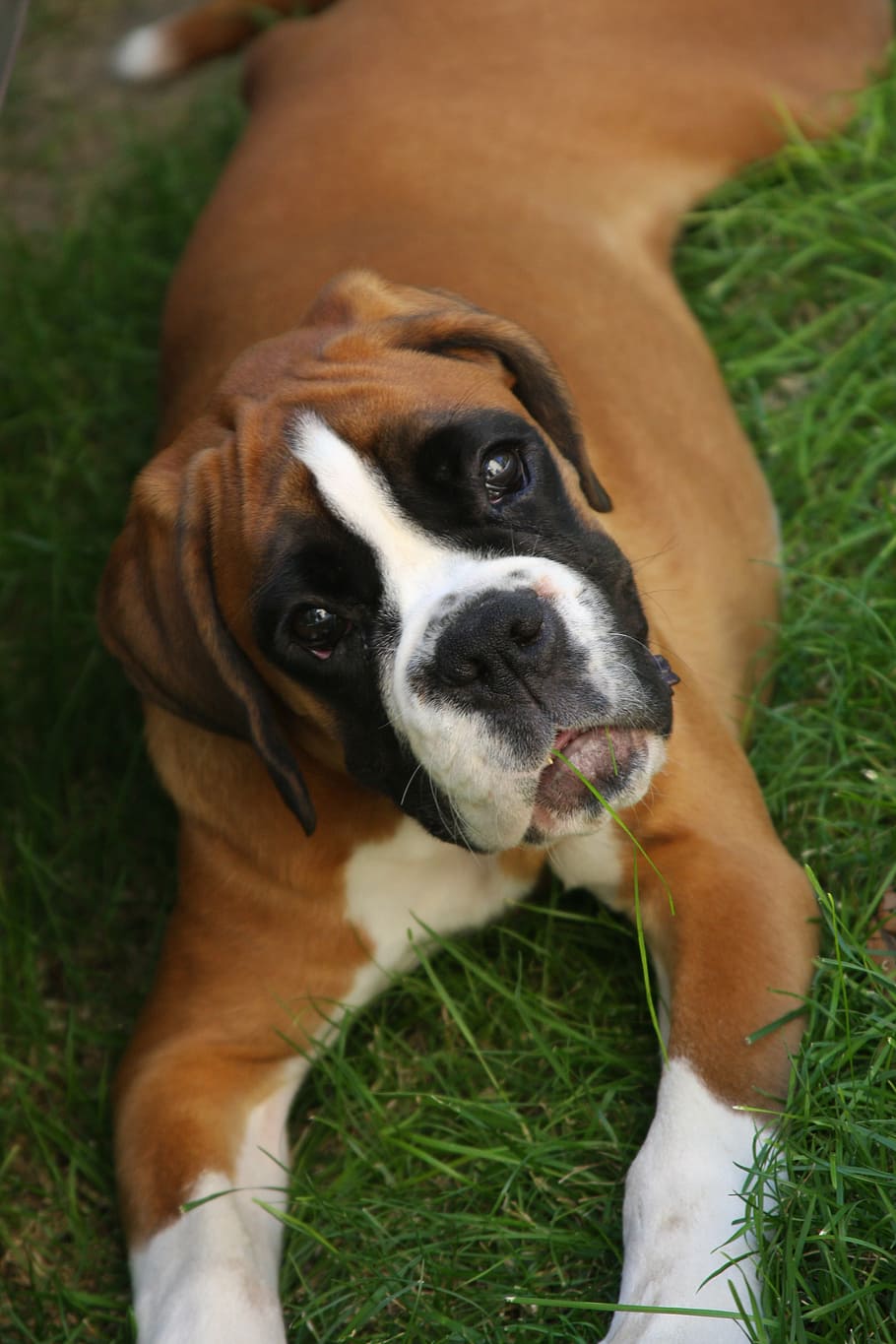 boxer, dog, bella, one animal, mammal, canine, pets, domestic animals HD wallpaper
