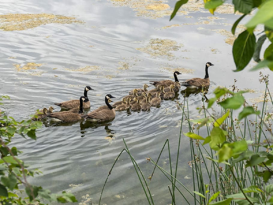 Canadian Geese, Family, Chicks, young, swimming, lake, water, HD wallpaper