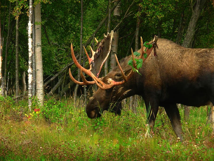 black animal near tree, Alaska, Moose, Wildlife, Antlers, male, HD wallpaper