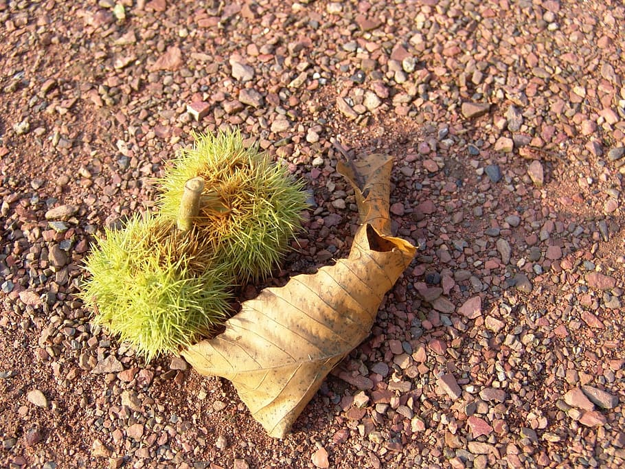 chestnut, fall, soil, fruit, season, day, high angle view, nature HD wallpaper