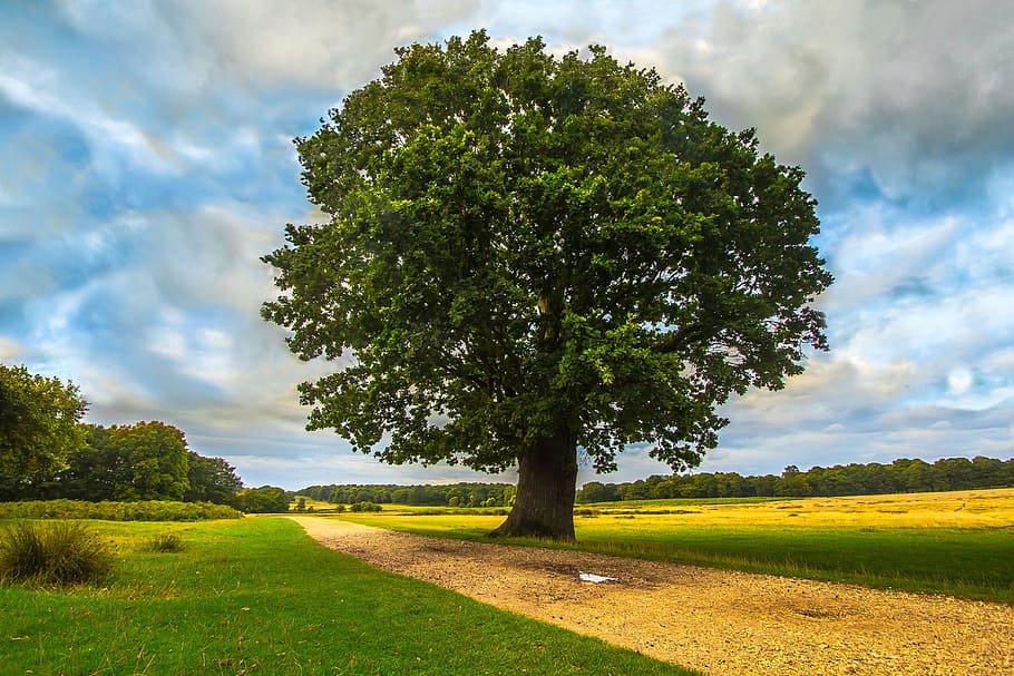 tree beside the farm during daytime, park, nature, plant, cloud - sky HD wallpaper